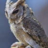 Owl #6