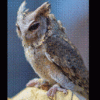 Owl #6 - Image 3