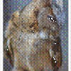 Shy Owl - Image 2