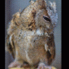 Shy Owl - Image 3